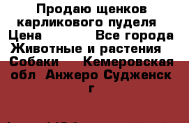 Продаю щенков карликового пуделя › Цена ­ 2 000 - Все города Животные и растения » Собаки   . Кемеровская обл.,Анжеро-Судженск г.